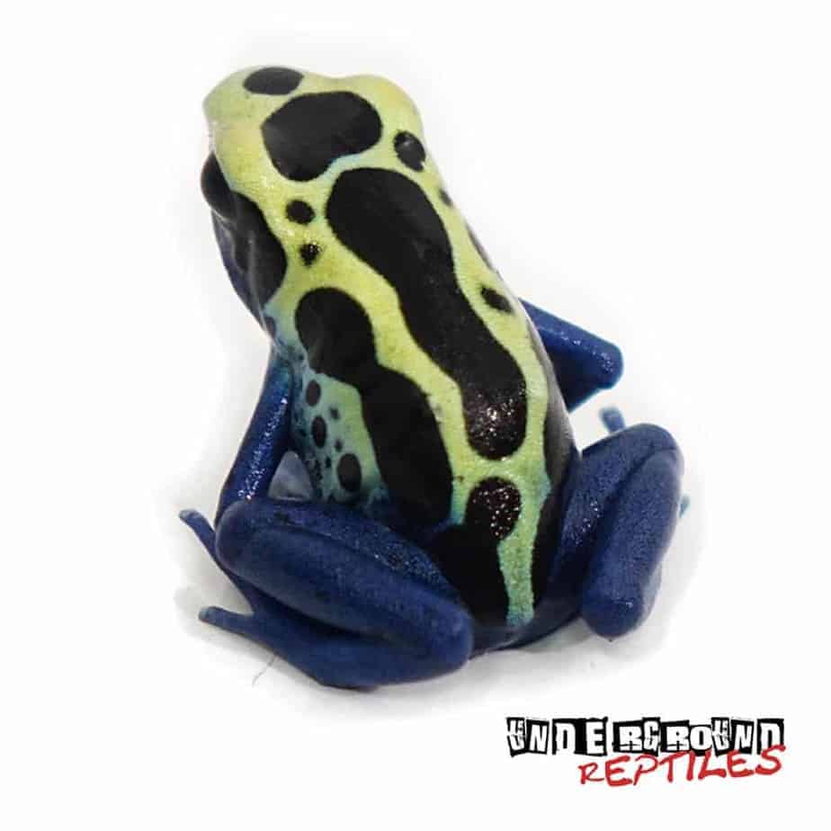 Yellow Sipaliwini Dart Frogs For Sale Underground Reptiles