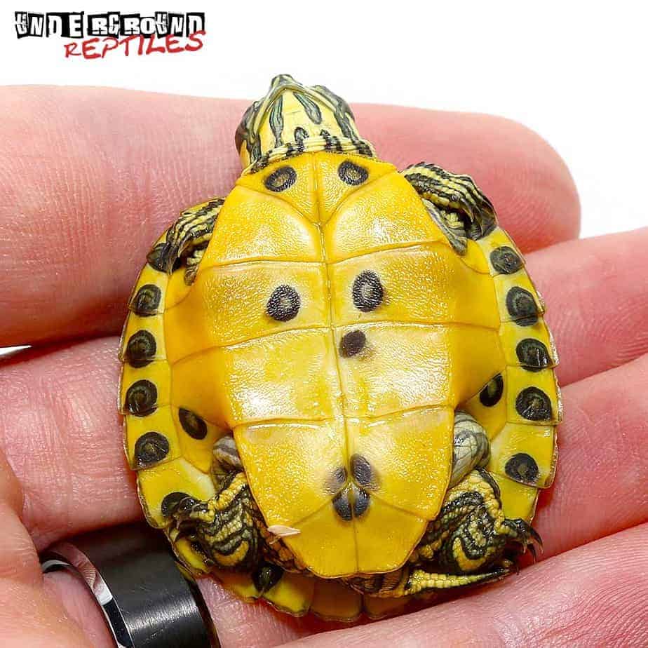 Baby Yellowbelly Slider Turtle - Underground Reptiles