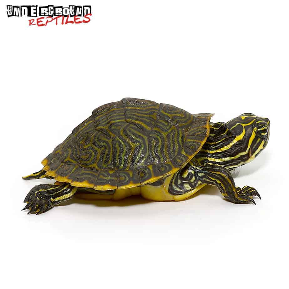 Baby Yellowbelly Slider Turtle - Underground Reptiles