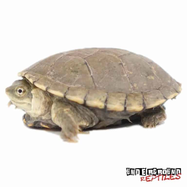 Baby Yellow Mud Turtles For Sale - Underground Reptiles