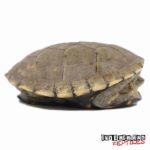Yellow Mud Turtle For Sale - Underground Reptiles