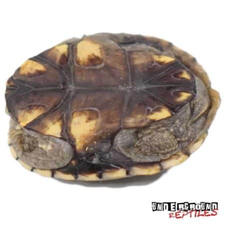 Yellow Mud Turtle For Sale - Underground Reptiles