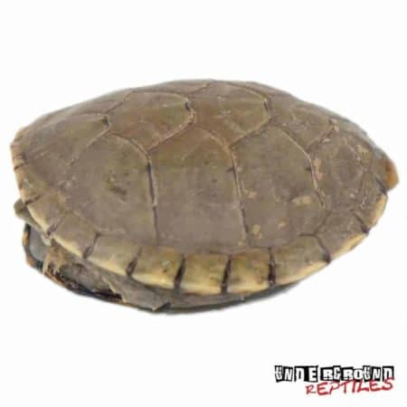 Yellow Mud Turtle For Sale - Underground Reptiles