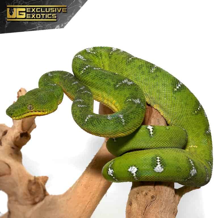 Yearling Emerald Tree Boa For Sale Underground Reptiles
