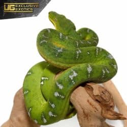 Yearling Emerald Tree Boa for sale - Underground Reptiles