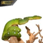 Yearling Emerald Tree Boa for sale - Underground Reptiles