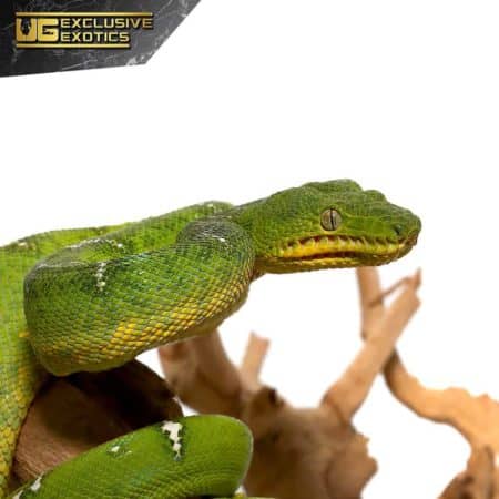 Yearling Emerald Tree Boa for sale - Underground Reptiles