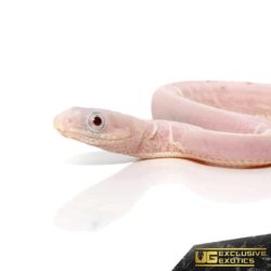 Baby Leucistic Everglades Het Scaleless Ratsnake For Sale - Underground Reptiles