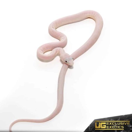 Baby Leucistic Everglades Het Scaleless Ratsnake For Sale - Underground Reptiles