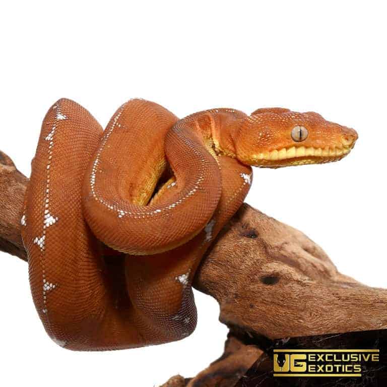 Baby Amazon Basin Emerald Tree Boas For Sale Underground Reptiles