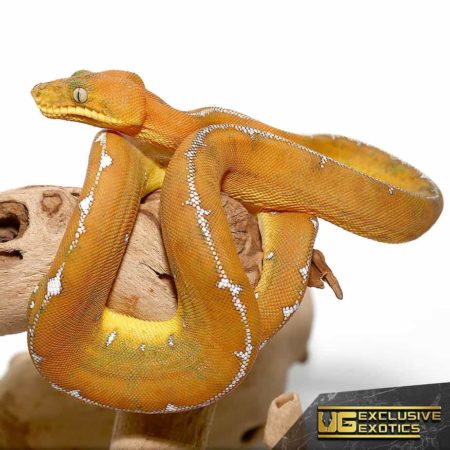 Amazon Basin Emerald Tree Boa For Sale - Underground Reptiles