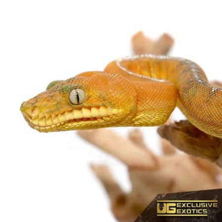 Amazon Basin Emerald Tree Boa For Sale - Underground Reptiles