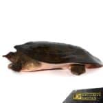 Adult Florida Softshell Turtle For Sale - Underground Reptiles