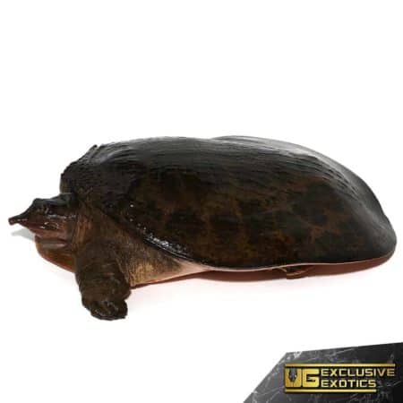 Adult Florida Softshell Turtle For Sale - Underground Reptiles
