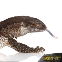 Adult White Throat For Sale - Underground Reptiles