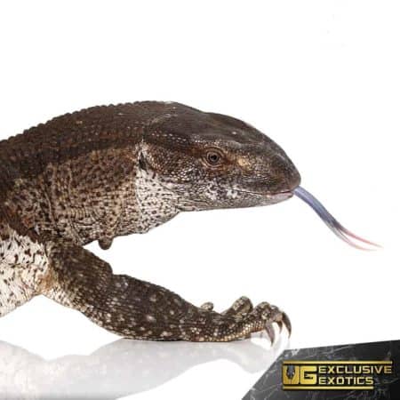 Adult White Throat For Sale - Underground Reptiles