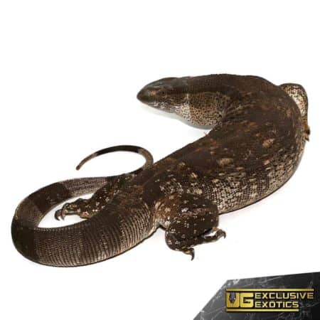 Adult White Throat For Sale - Underground Reptiles