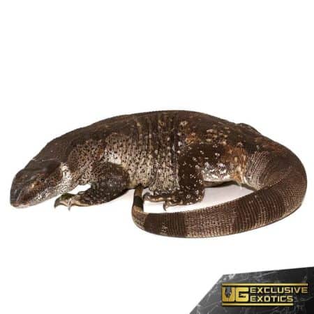 Adult White Throat For Sale - Underground Reptiles