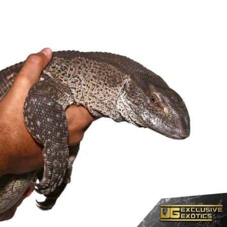 Adult White Throat For Sale - Underground Reptiles