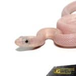 Baby Leucistic Everglades Het Scaleless Ratsnake For Sale - Underground Reptiles