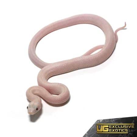 Baby Leucistic Everglades Het Scaleless Ratsnake For Sale - Underground Reptiles