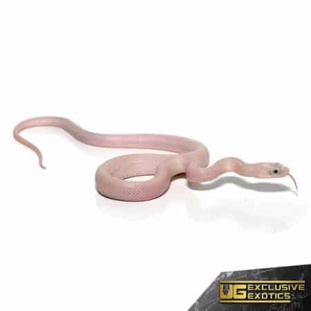 Baby Leucistic Everglades Het Scaleless Ratsnake For Sale - Underground Reptiles