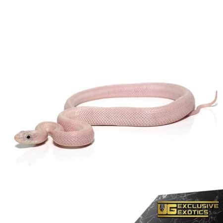 Baby Leucistic Everglades Het Scaleless Ratsnake For Sale - Underground Reptiles
