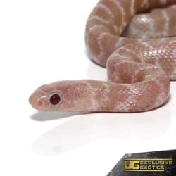 Baby Peanut Butter Snow Brooks Kingsnake For Sale - Underground Reptiles