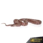 Baby Peanut Butter Snow Brooks Kingsnake For Sale - Underground Reptiles