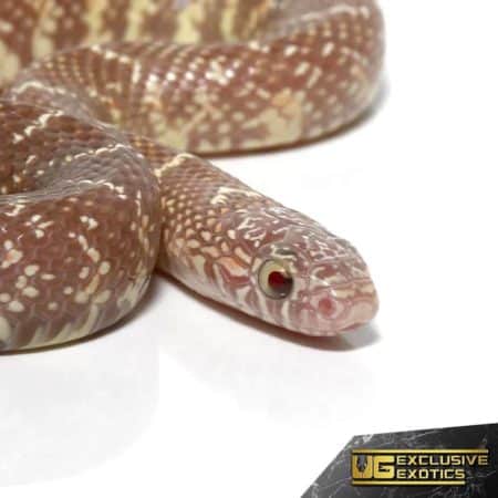 Baby Swampland Jelly Brooks Kingsnake For Sale - Underground Reptiles