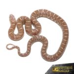 Baby Swampland Jelly Brooks Kingsnake For Sale - Underground Reptiles