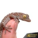 Baby Tokay Gecko For Sale - Underground Reptiles