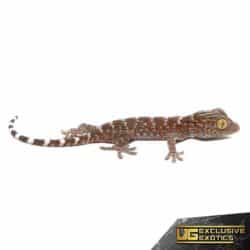 Baby Tokay Gecko For Sale - Underground Reptiles