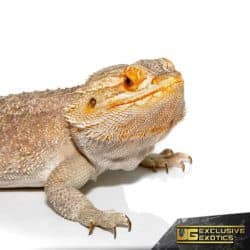 Cinnamon Sunfire Bearded Dragon For Sale - Underground Reptiles