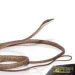Daudins Vine Snake For Sale - Underground Reptiles