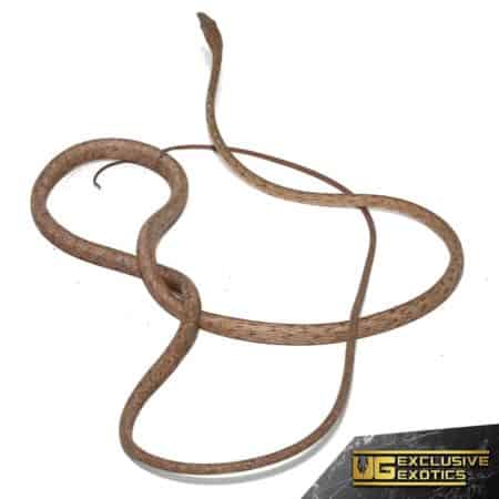 Daudins Vine Snake For Sale - Underground Reptiles