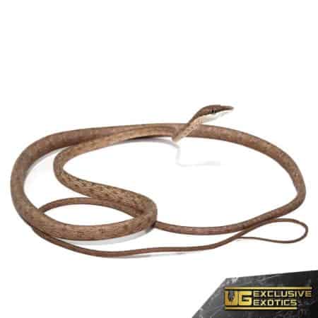 Daudins Vine Snake For Sale - Underground Reptiles