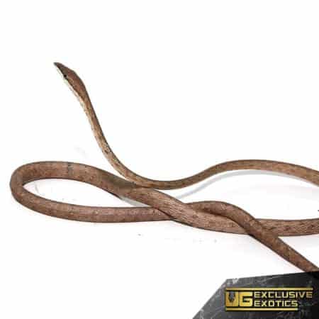 Daudins Vine Snake For Sale - Underground Reptiles
