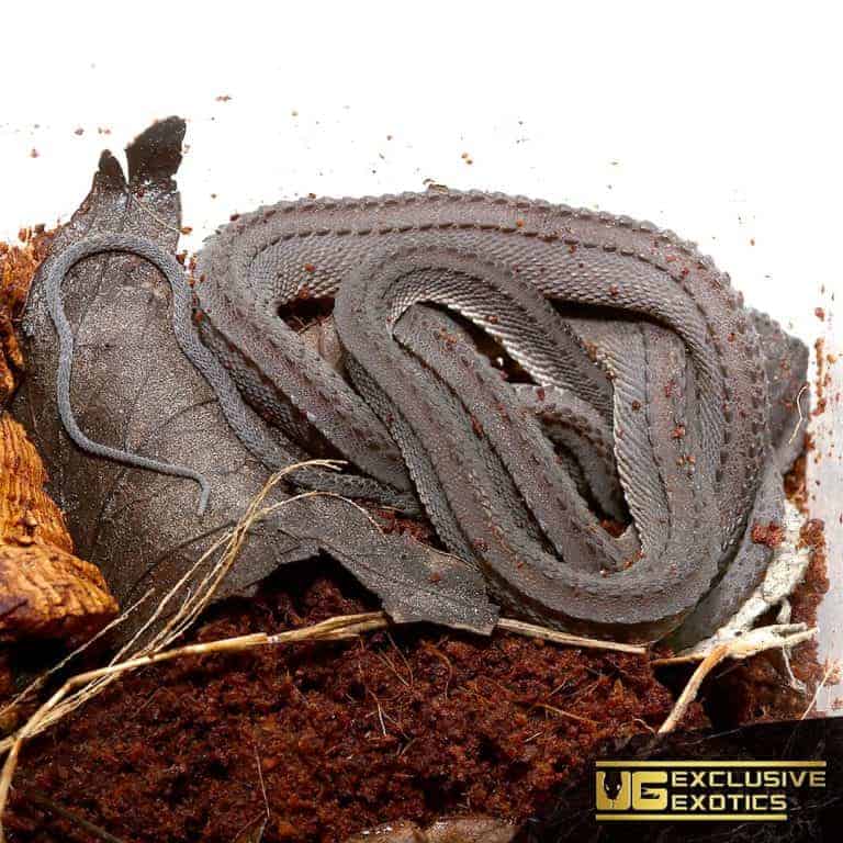 Dragon Snakes (Xenodermus javanicus) For Sale Underground Reptiles
