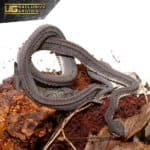 Draggon Snake For Sale - Underground Reptiles