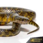 Golden Bellied Snake For Sale - Underground Reptiles