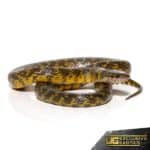 Golden Bellied Snake For Sale - Underground Reptiles