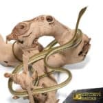 lancehead Vine Snake For Sale - Underground Reptiles