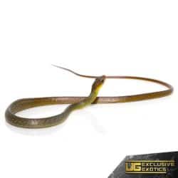 Longtail Machete Snake For Sale - Underground Reptiles