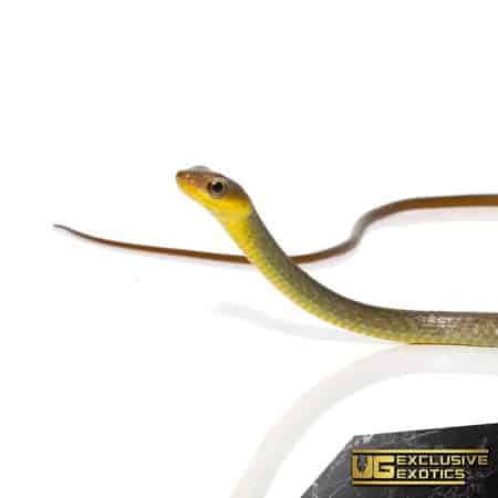 Longtail Machete Snake For Sale - Underground Reptiles