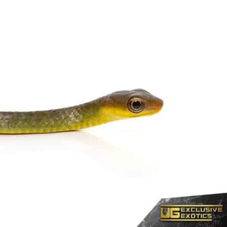 Longtail Machete Snake For Sale - Underground Reptiles