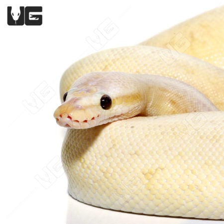 Close-up of Banana Cinnamon Pinstripe Ball Python, showcasing vibrant yellow and cinnamon coloration.