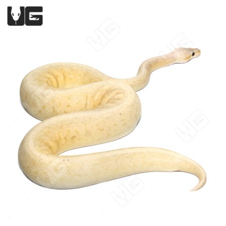 Bright yellow Banana Cinnamon Pinstripe Ball Python, 2021 model.