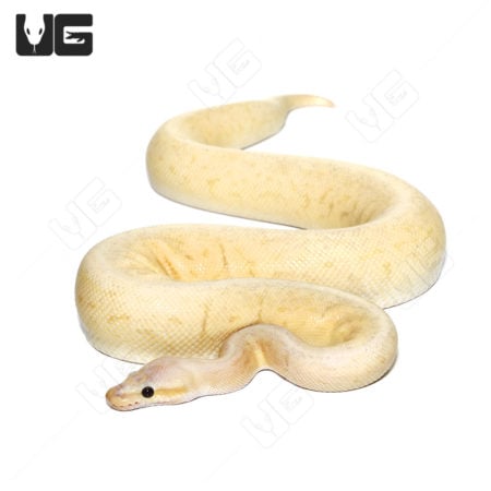 Beautiful Banana Cinnamon Pinstripe Ball Python showcasing vibrant colors.