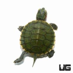 Baby Red Eared Slider Turtle For Sale - Underground Reptiles